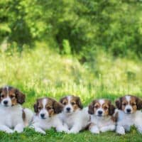 Bilde av kurs i Hundekurs for alle