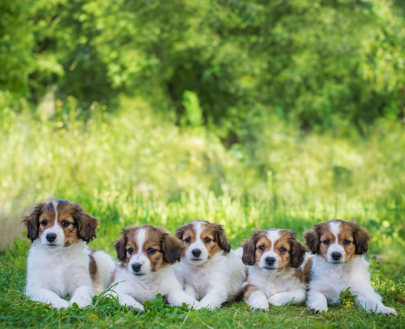Bilde for kurs i Hundekurs for alle – Nittedal